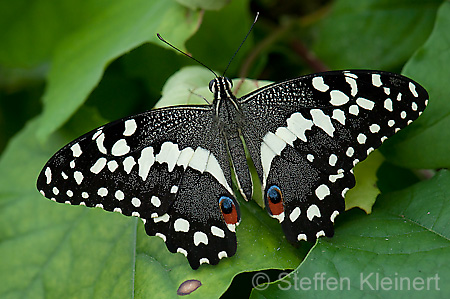 098 Afrikanischer Schwalbenschwanz - Papilio demedocus